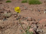 Eilat_Area_Flowers_Mar_2013_DSC_2273