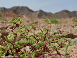 Eilat_Area_Flowers_Mar_2013_DSC_2274