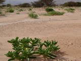 Eilat_Area_Flowers_Mar_2013_DSC_2283