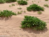 Eilat_Area_Flowers_Mar_2013_DSC_2286