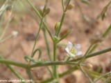 Eilat_Area_Flowers_Mar_2013_DSC_2293