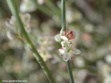 Eilat_Area_Flowers_Mar_2013_DSC_2303