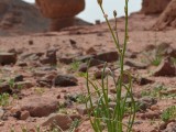 Eilat_Area_Flowers_Mar_2013_DSC_2353