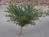 פגוניה ערבית - זוגניים - Fagonia arabica