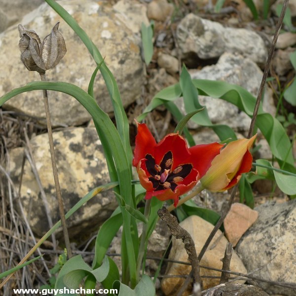 tulips_P1310327.jpg