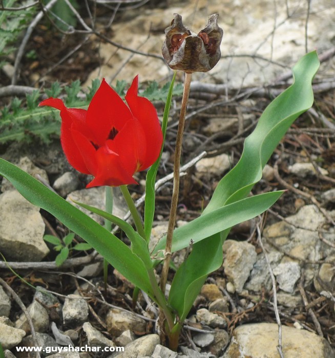 tulips_P1310336.jpg
