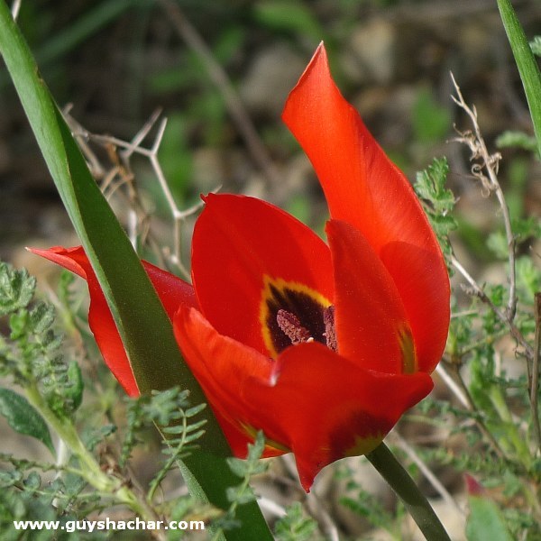 tulips_P1310338.jpg