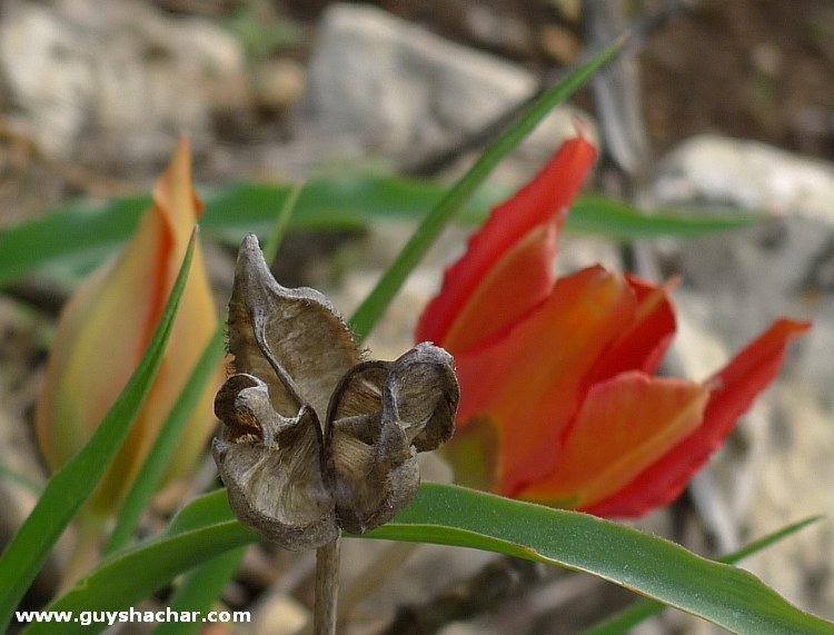 tulips_P1310339.jpg