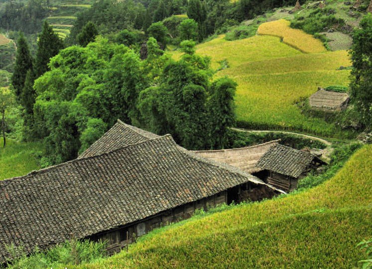 fields_village_6694