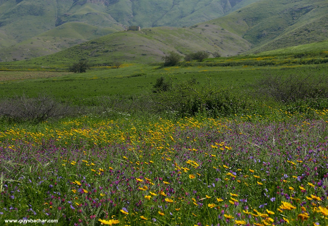 Golan_South_P1020464