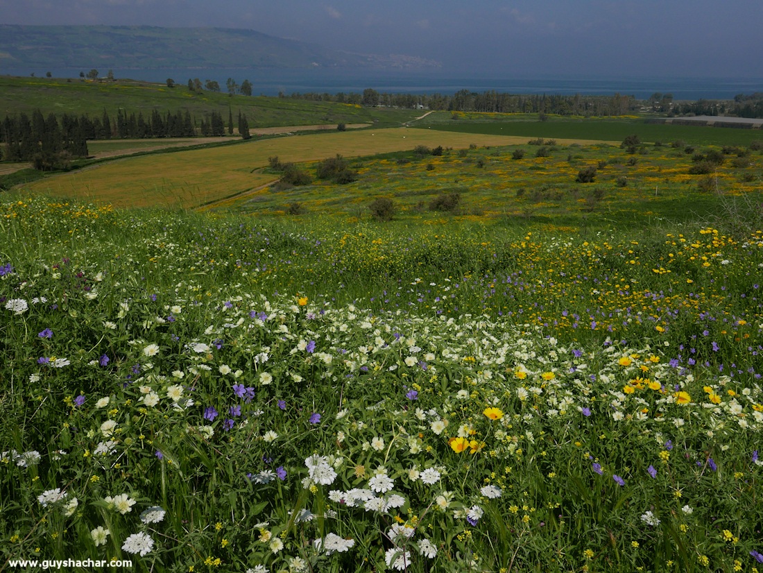 Golan_South_P1020470
