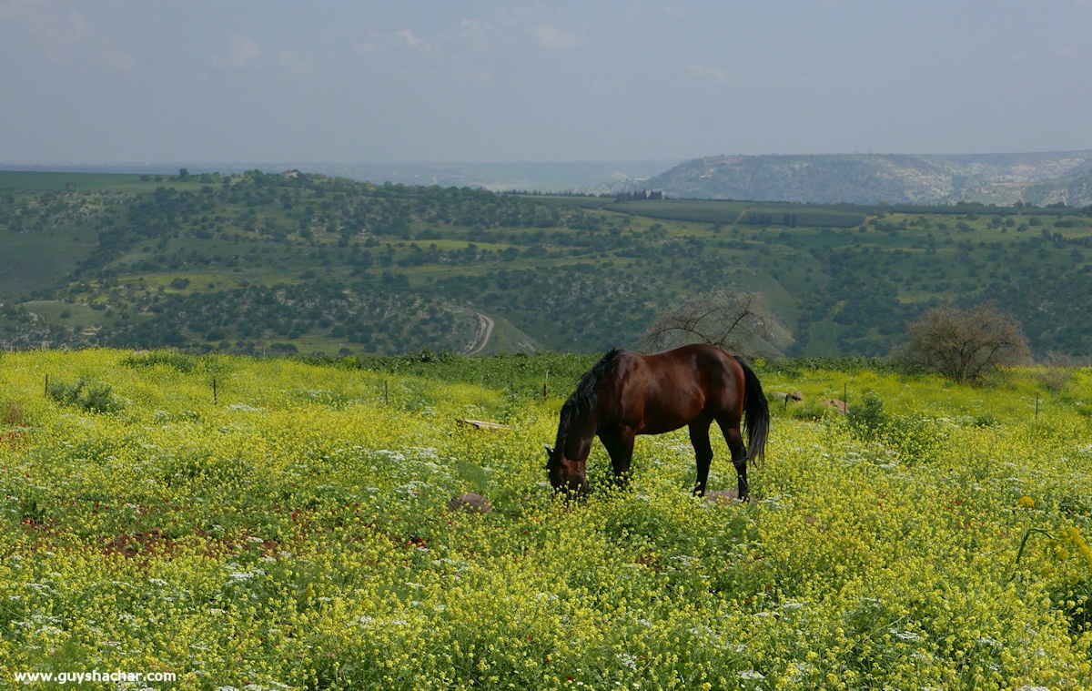 Golan_South_P1020514