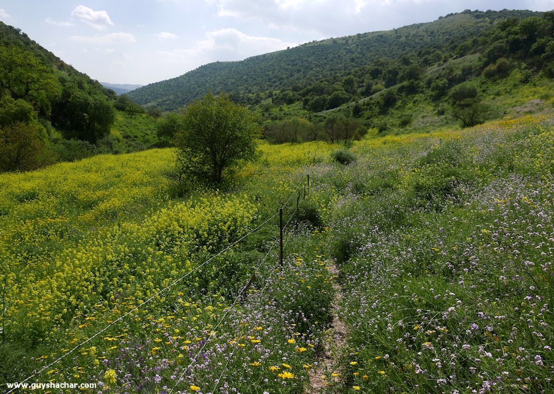 Golan_South_P1020525