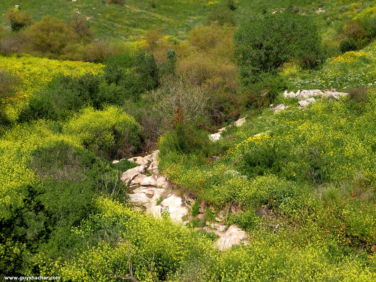 Golan_South_P1020541