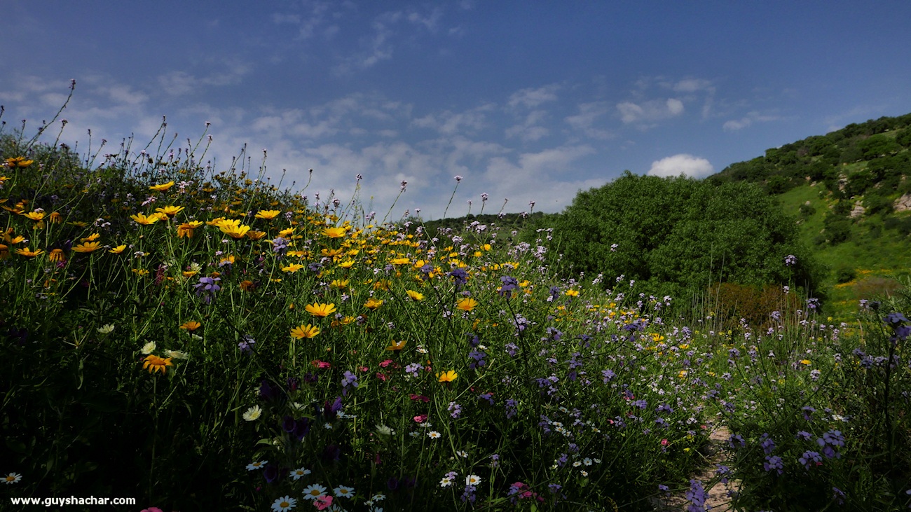 Golan_South_P1020552