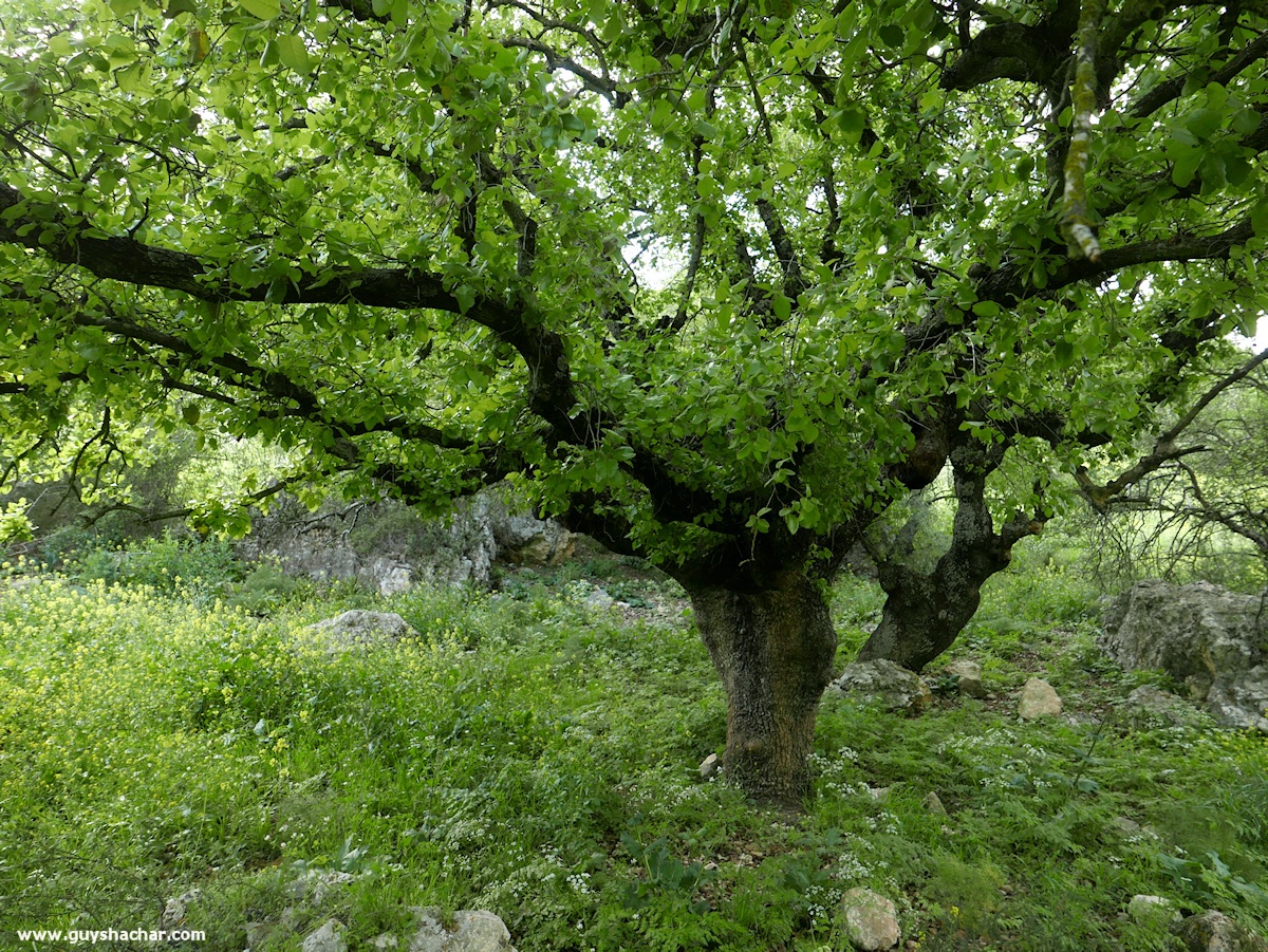 Golan_South_P1020567