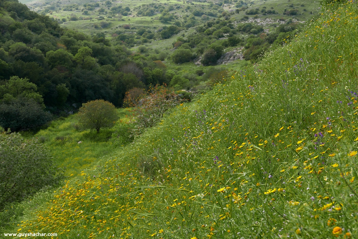 Golan_South_P1020584