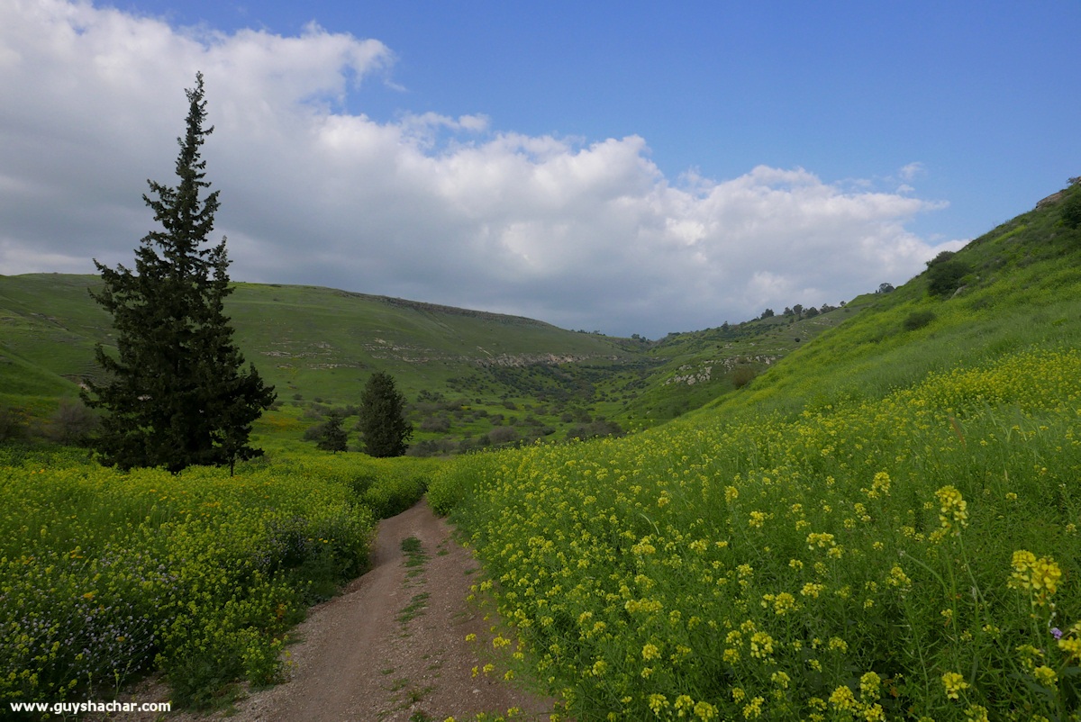 Golan_South_P1020606