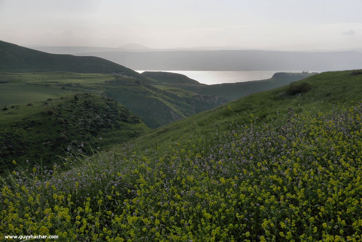 Golan_South_P1020615
