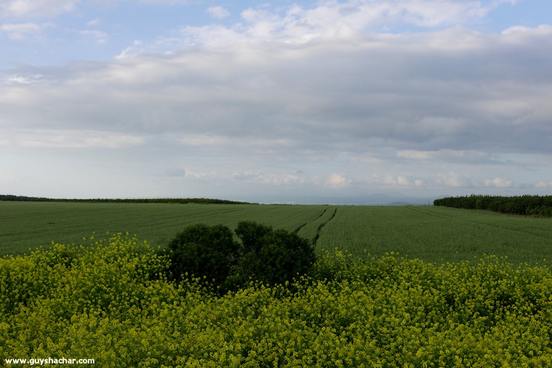 Golan_South_P1020621