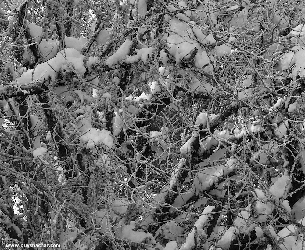 Golan_Snow_Ice_P1230920s