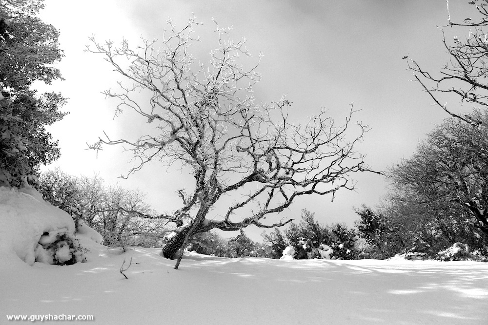 Golan_Snow_Ice_P1230991s