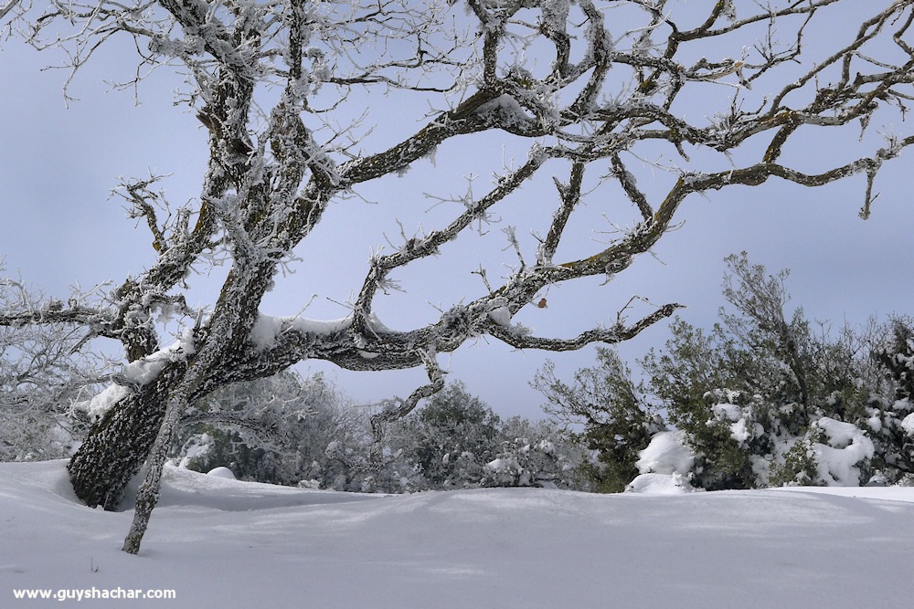 Golan_Snow_Ice_P1230992