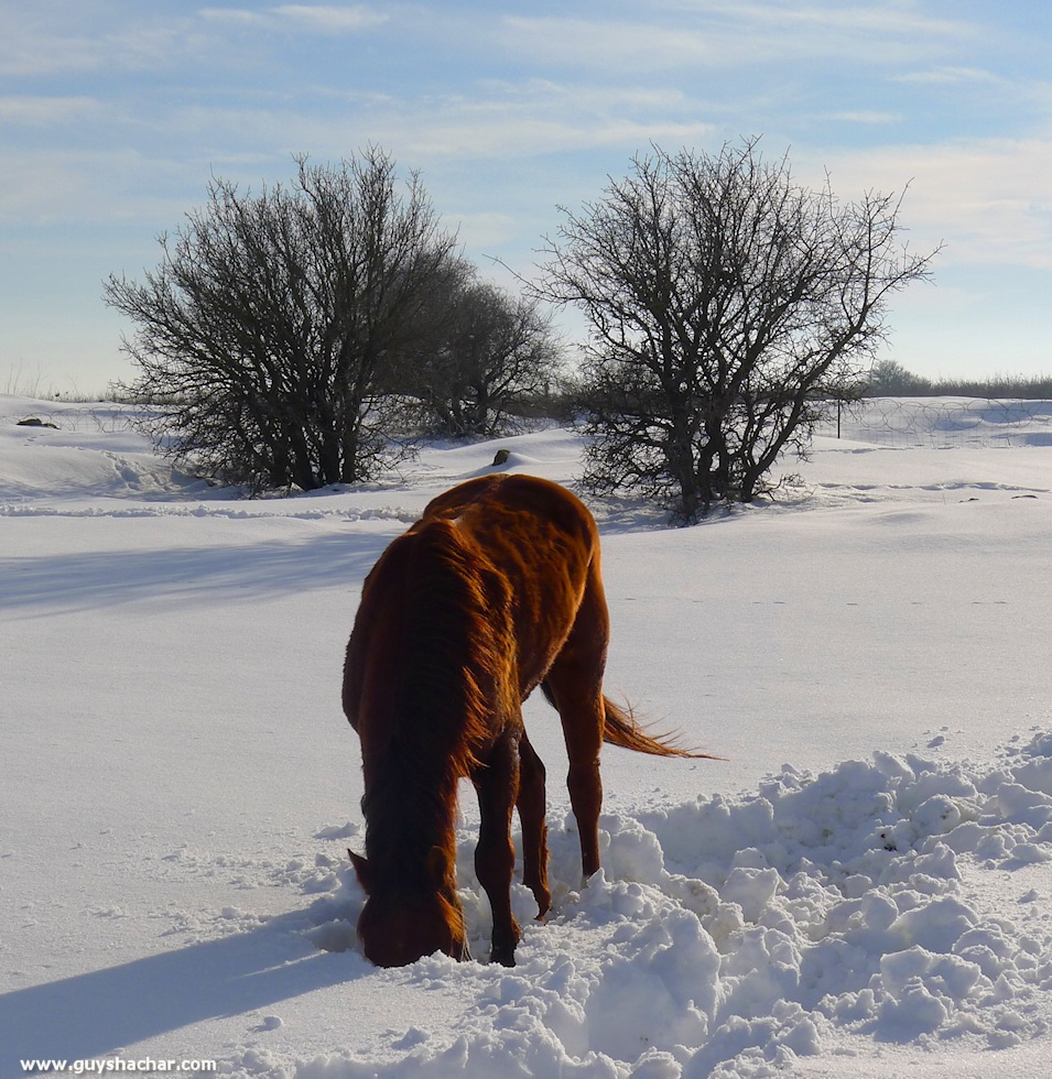 Golan_Snow_Ice_P1250213