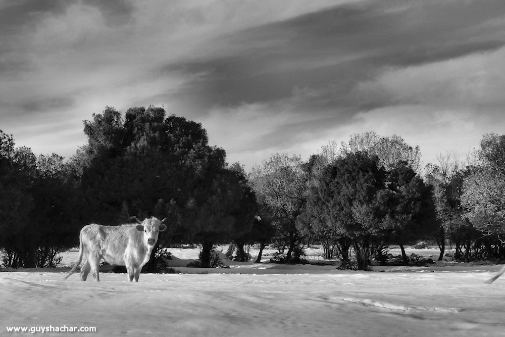Golan_Snow_Ice_P1250224s