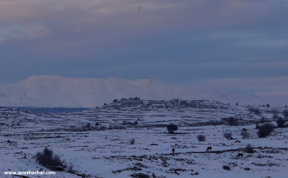 Golan_Snow_Ice_P1250312