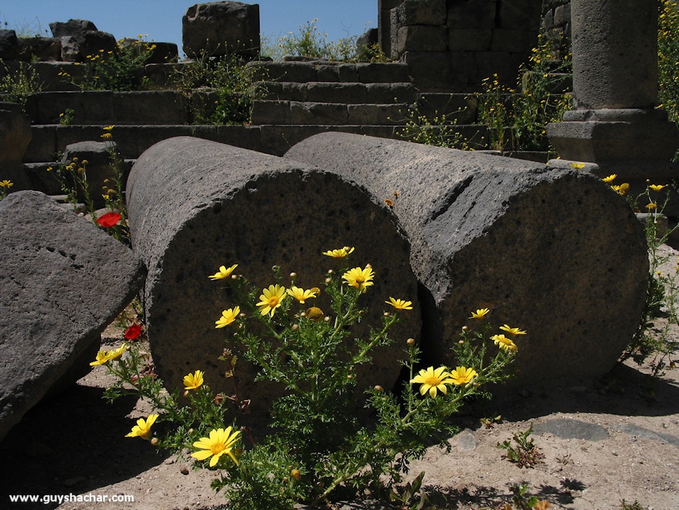 Golan-South-West-IMG_8921