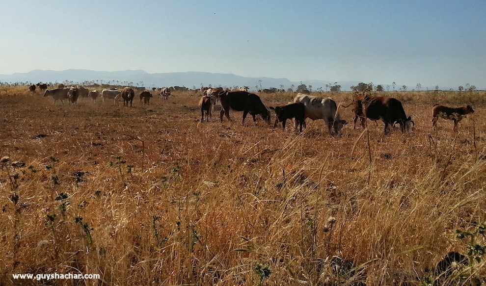Golan-South-West_20140428_164850