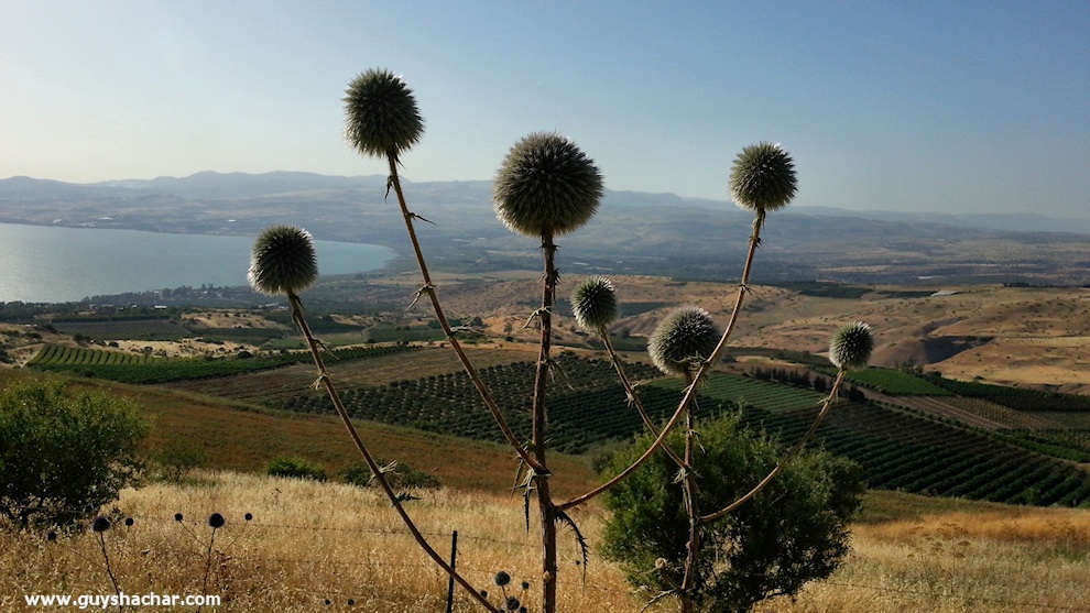 Golan-South-West_20140428_170312