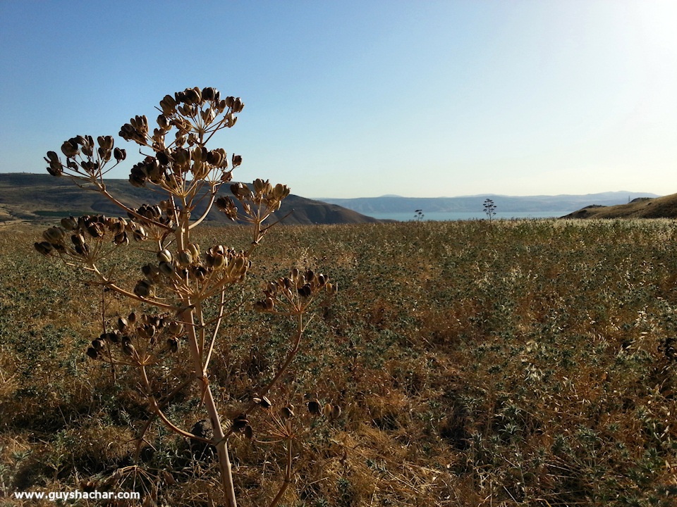 Golan-South-West_20140428_172042