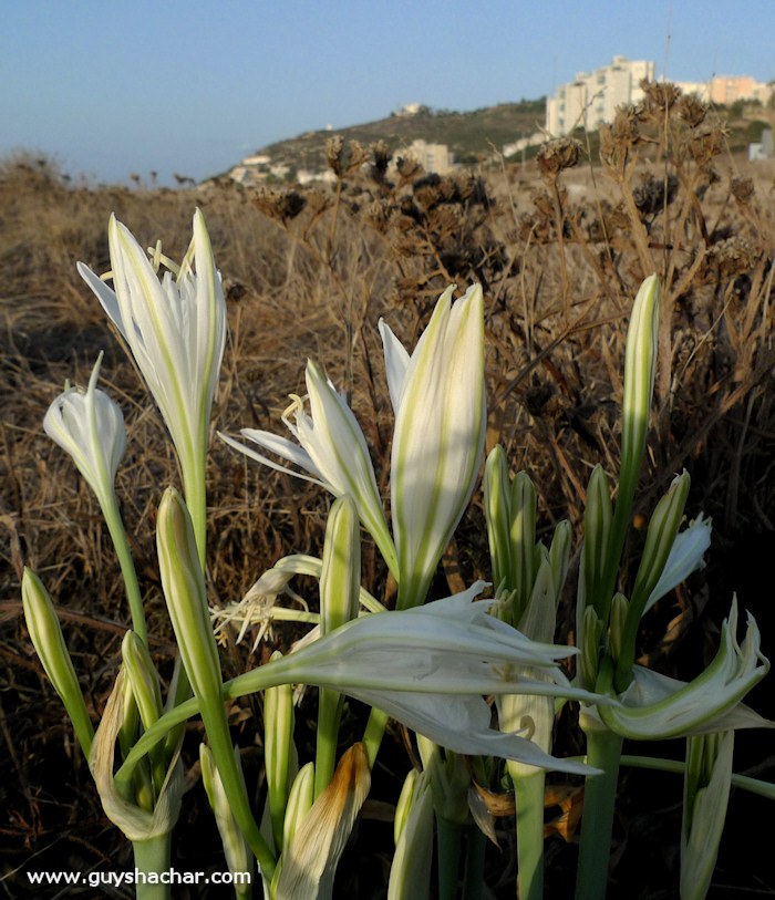 Haifa-Sea-Daffodil-P1900711