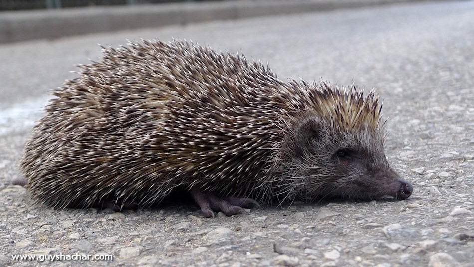 hedgehog-2012_p1990838