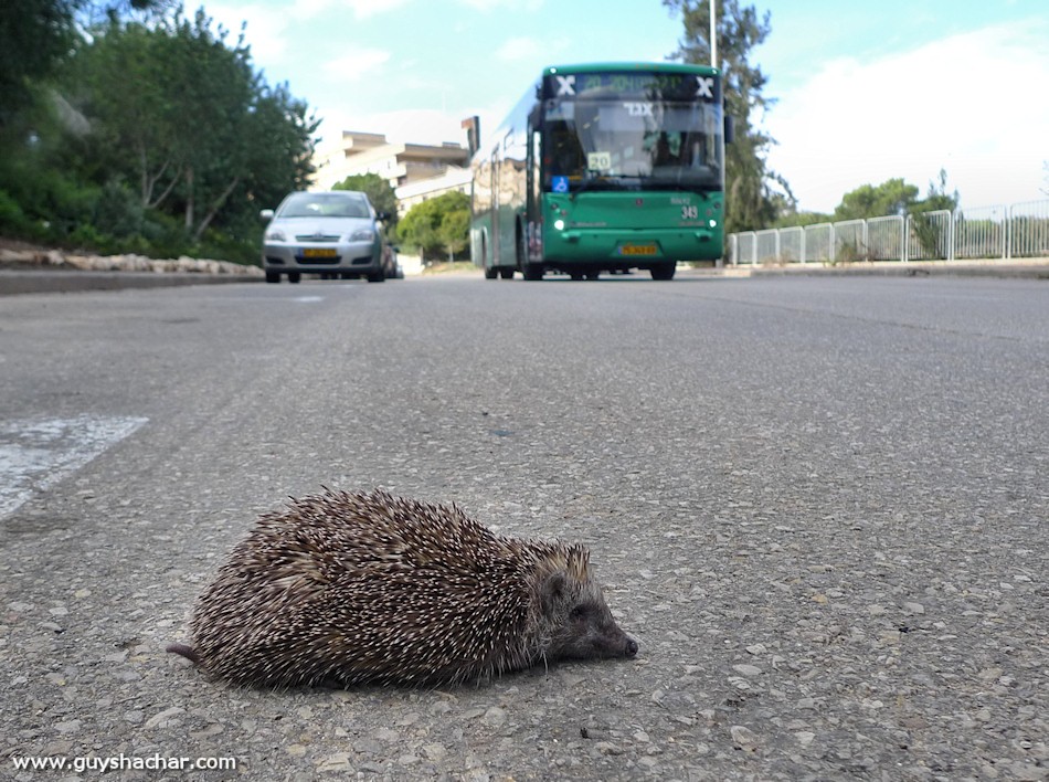 hedgehog-2012_p1990840