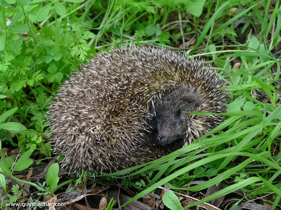 hedgehog-2012_p1990842