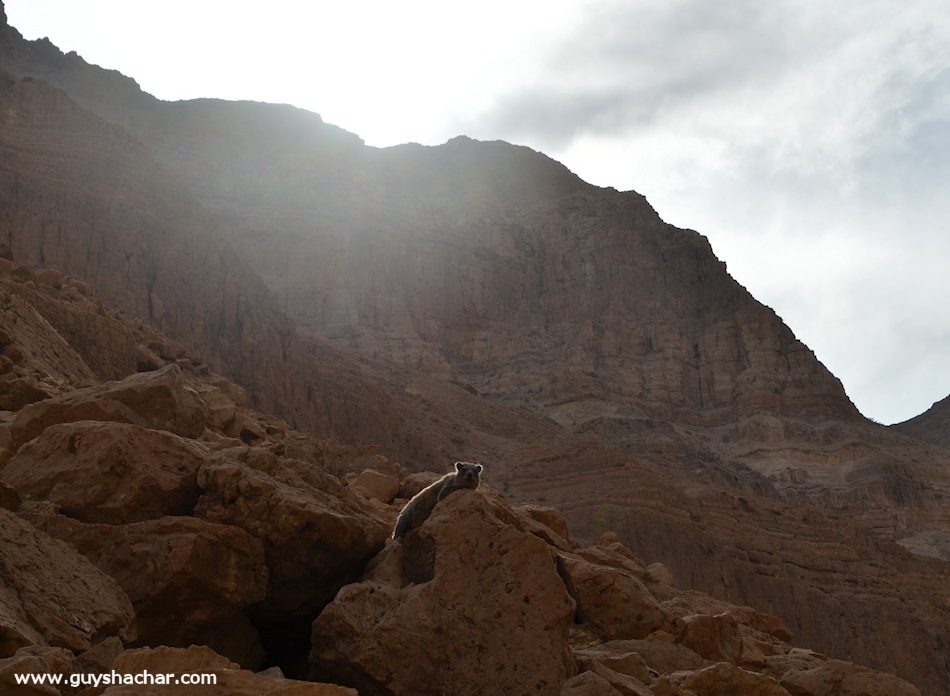 Judean-desert-mamatus-DSC_1860
