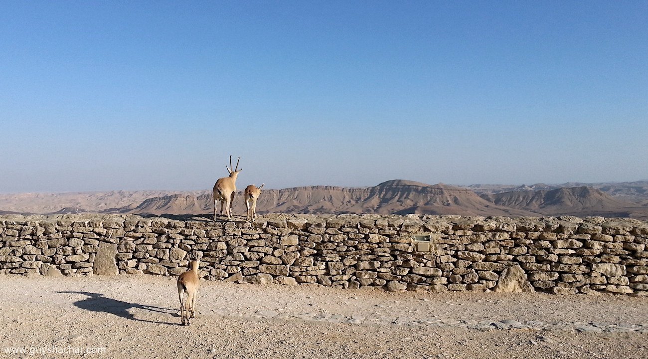 Mitzpe_Ramon_20160819_180218