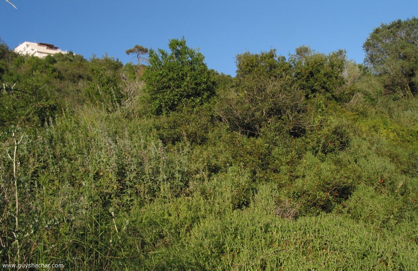 Haifa_Nahal_Ahuza_Haifa_Ahuza_6004