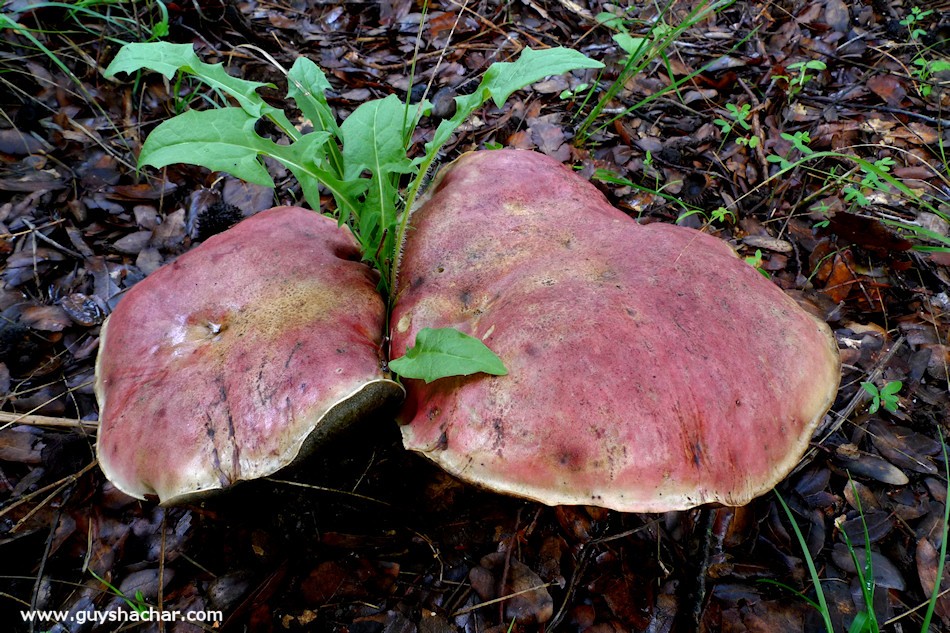 Galilee_Mushrooms_P2000335