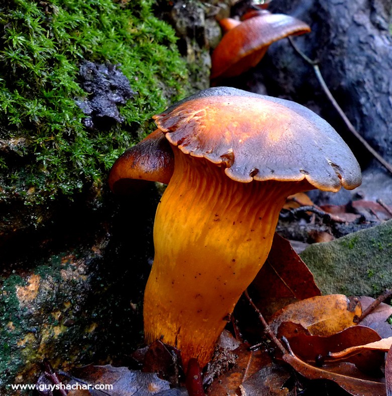 Galilee_Mushrooms_P2000357