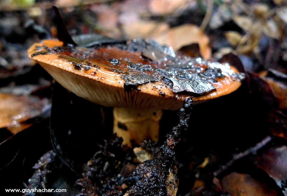 Galilee_Mushrooms_P2000361