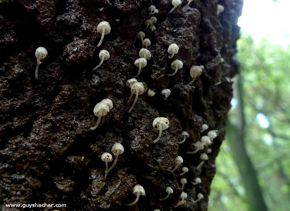 Galilee_Mushrooms_P2000365