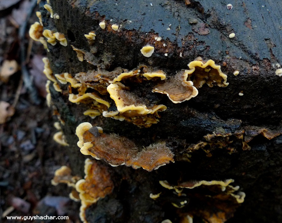 Galilee_Mushrooms_P2000382