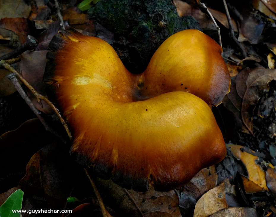 Galilee_Mushrooms_P2000385