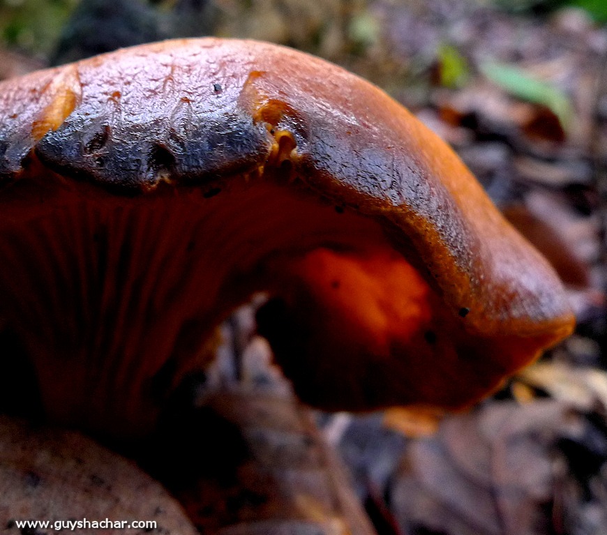 Galilee_Mushrooms_P2000387