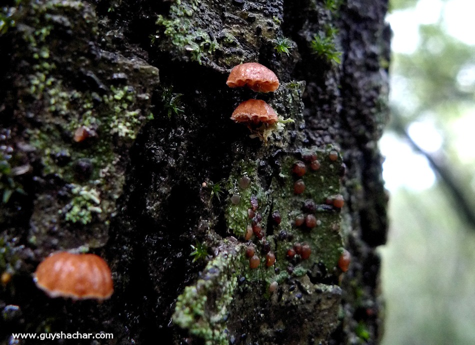 Galilee_Mushrooms_P2000391