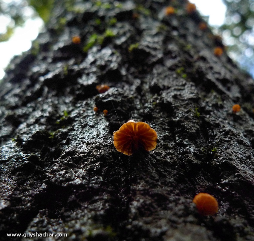 Galilee_Mushrooms_P2000393